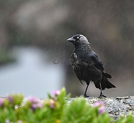 寒鸦,湿,雨