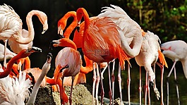 火烈鳥,鳥類,豐富多彩