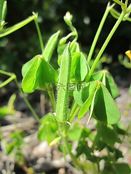酢浆草stricta,常见的黄色woodsorrel,黄woodsorrel