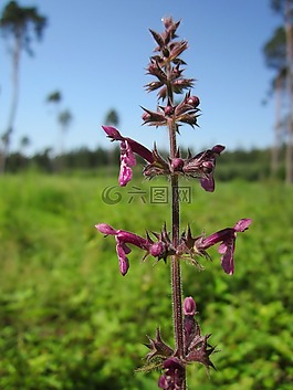 水蘇山毛櫸,對沖woundwort,對沖蕁麻