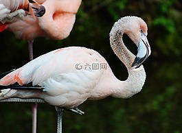 弗拉明戈,年輕的動(dòng)物,鳥