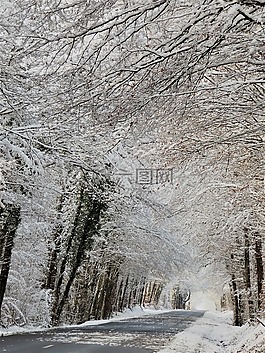 冬天,雪,弗羅斯特