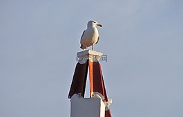 海鷗,鳥,ave