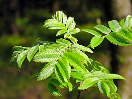 分支,洛恩,植物