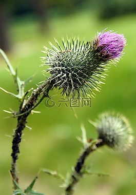 薊,花,性質(zhì)