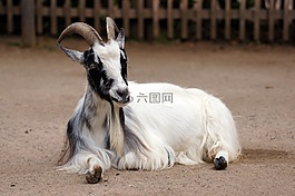 山羊,動(dòng)物,動(dòng)物園