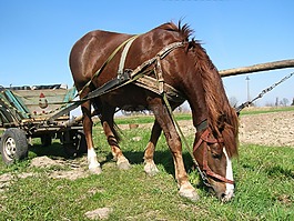 馬,車(chē)皮,村