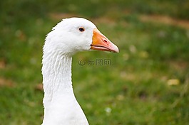 鵝,性質,動物