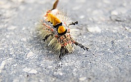 卡特彼勒,liszka,昆虫
