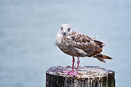 自然,鳥,野生動物