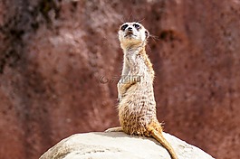 獴,動物,性質(zhì)