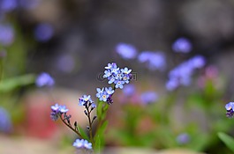 花卉,性質(zhì),宏