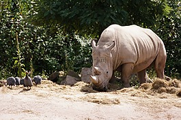 犀牛,動(dòng)物園,動(dòng)物
