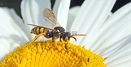 昆蟲,廠,性質(zhì)