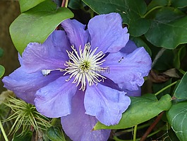 鐵線蓮,花,植物區(qū)系