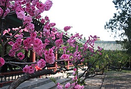 中國,花,北京