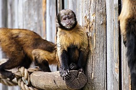 猴子,動物園,悲傷