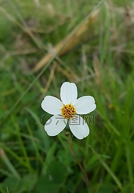 性質(zhì),花,植物