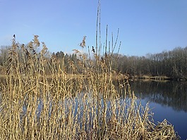 蘆葦,湖,鏡像