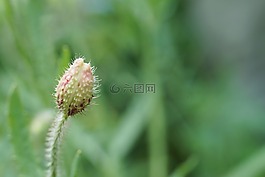 klatschmohn,性质,mohngewaechs