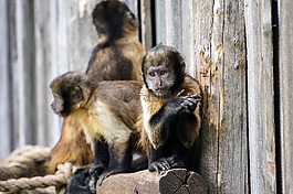 猴子,動物園,悲傷