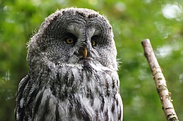 貓頭鷹,動物園,鳥