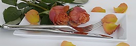 玫瑰,玫瑰花,鮮花