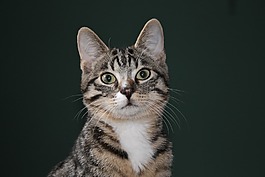 動物,貓,國內(nèi)的貓