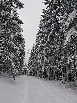 樹脂,森林,雪