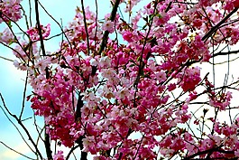 鮮花,粉紅色,開花