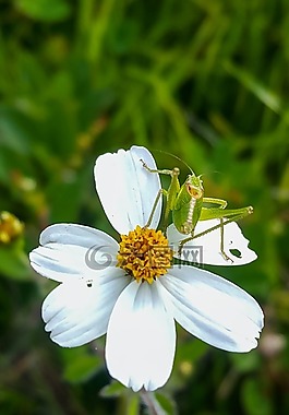 板球,性質(zhì),花
