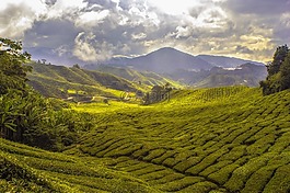 農業,農村,退耕還林