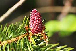 松球果,自來水,森林