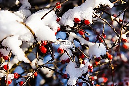 雪,浆果,布什