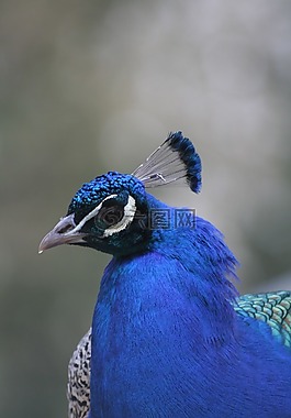 孔雀,動(dòng)物園,動(dòng)物
