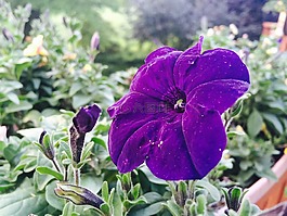 紫羅蘭色,花,關(guān)閉了