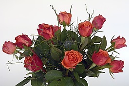 玫瑰,玫瑰花,鮮花