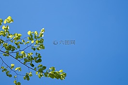 樹,性質(zhì),藍(lán)色