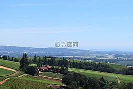 葡萄酒,葡萄園,景觀