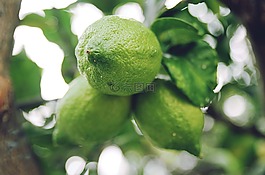 檸檬,水果,柑橘