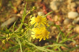 黄色的花朵,复合材料,卵石