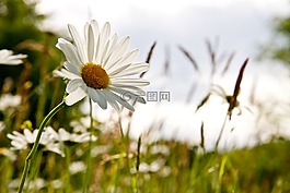 雛菊,開(kāi)花,草