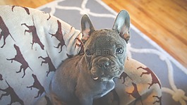 小狗,狗,法國斗牛犬