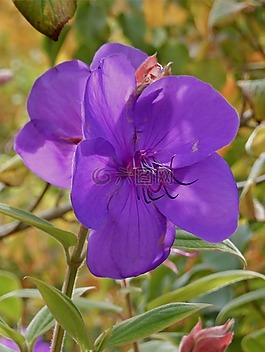 trebuchina,花,花園