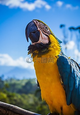 動物,禽,鳥嘴