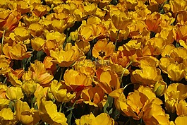 黃色,郁金香,花卉