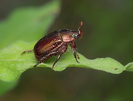 無(wú)脊椎動(dòng)物,自然,昆蟲