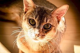 猫,可爱,猫的