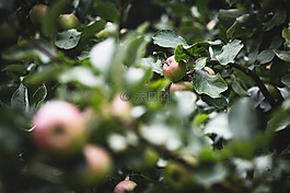 農(nóng)業(yè),蘋果,模糊