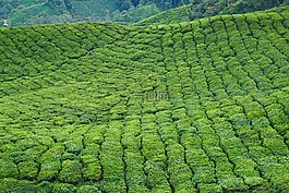 茶,場,植物